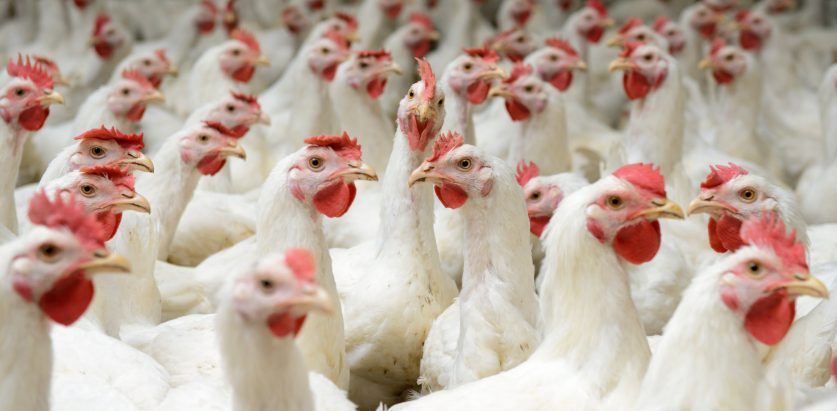 कोरोनाका कारण काभ्रेमा करिब १० प्रतिशत कुखुरा उत्पादन घट्यो